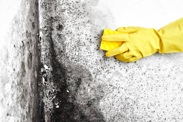 Best Mold Removal Process  in Atkins, AR