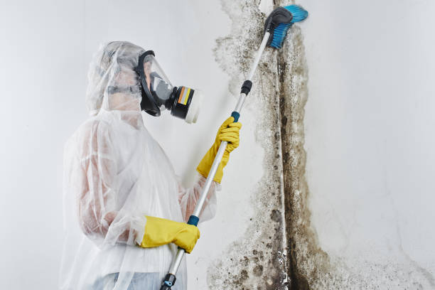 Best Professional Mold Removal  in Atkins, AR