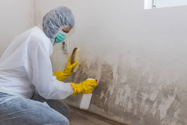 Best Attic Mold Removal  in Atkins, AR