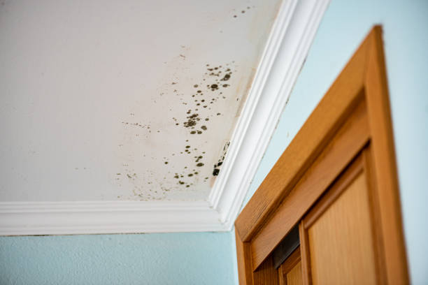 Best Mold Removal Specialists  in Atkins, AR