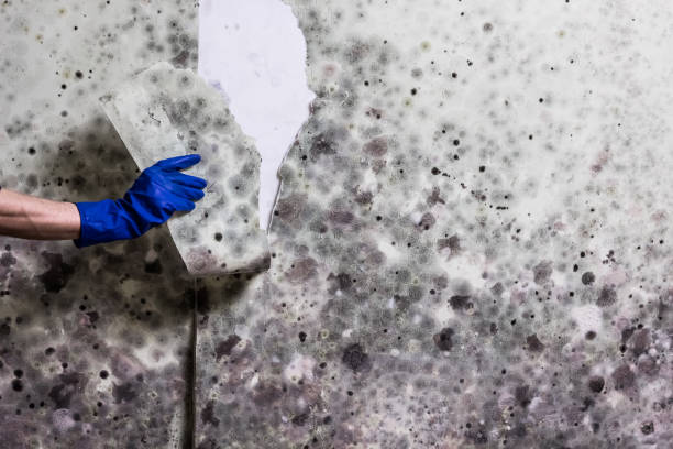 Best Mold Remediation  in Atkins, AR