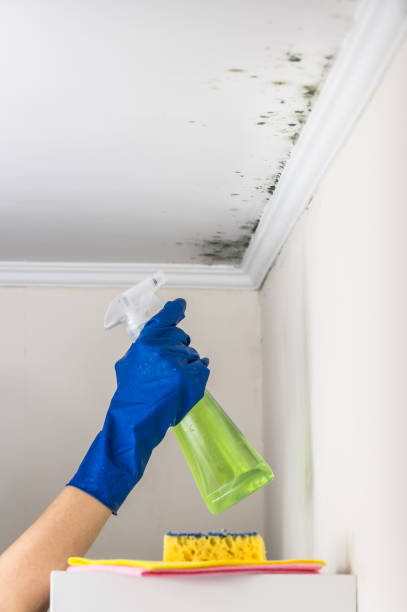 Best Fast Mold Removal  in Atkins, AR