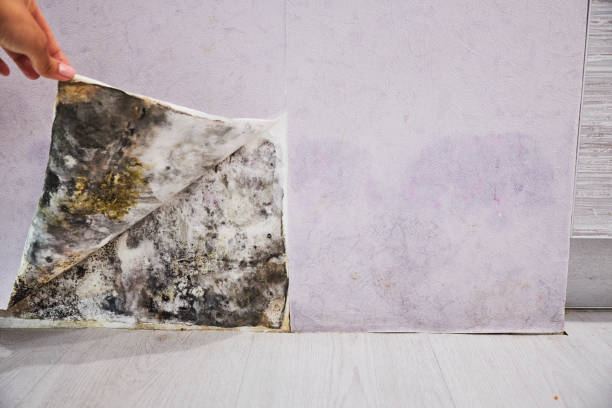 Mold Removal Process in Atkins, AR